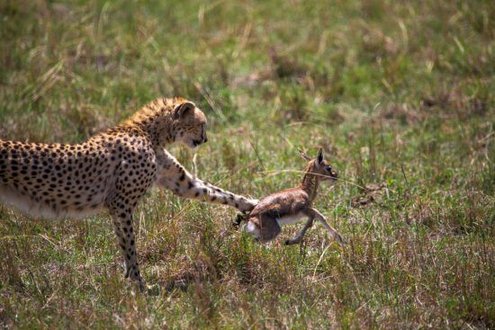 Gepard fängt Gazellenbaby