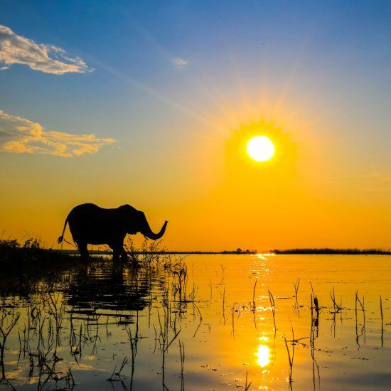 Elefant bei Sonnenuntergang