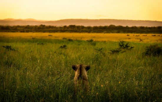 Löwin in der Steppe