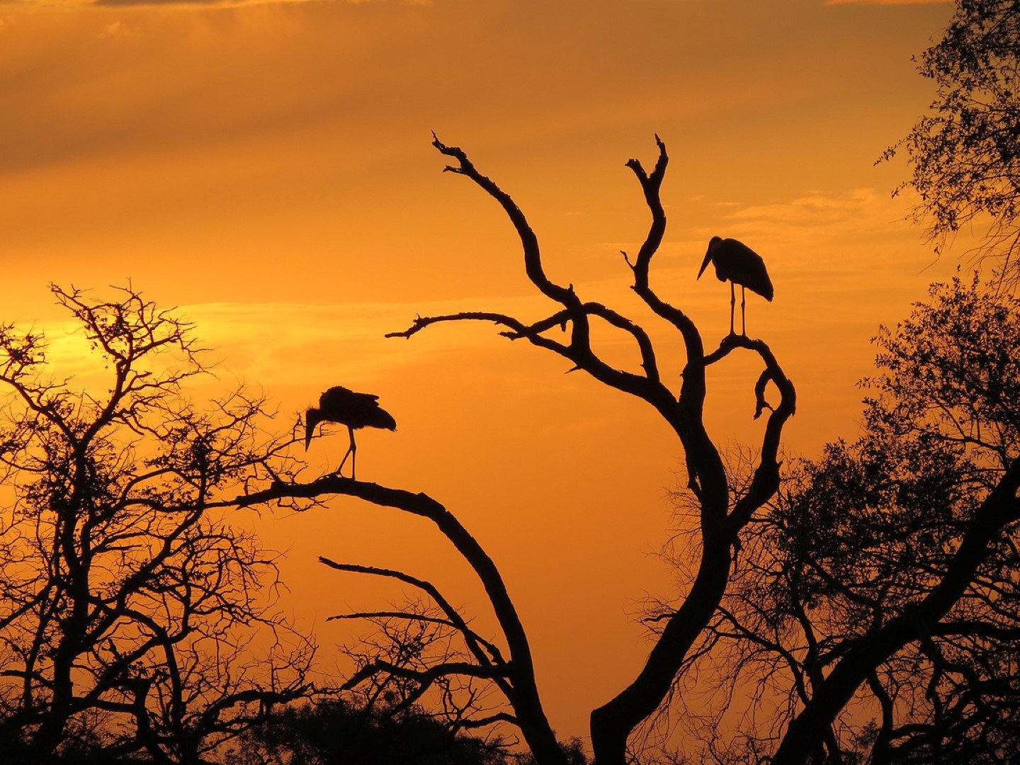 Marabus bei Sonnenuntergang