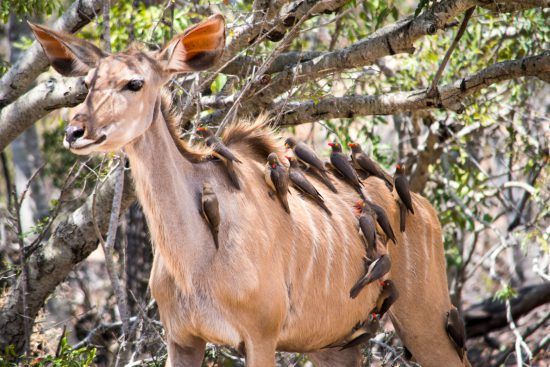 Gazelle Körperpflege Vögel