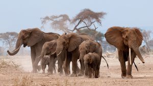 Famille d'éléphants dans la savane au Kenya