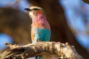 animaux d'afrique du sud