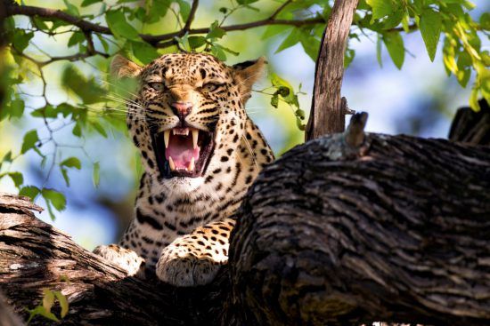 Fauchender Leopard auf Baum