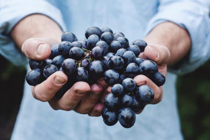 Uvas para la producción de vino