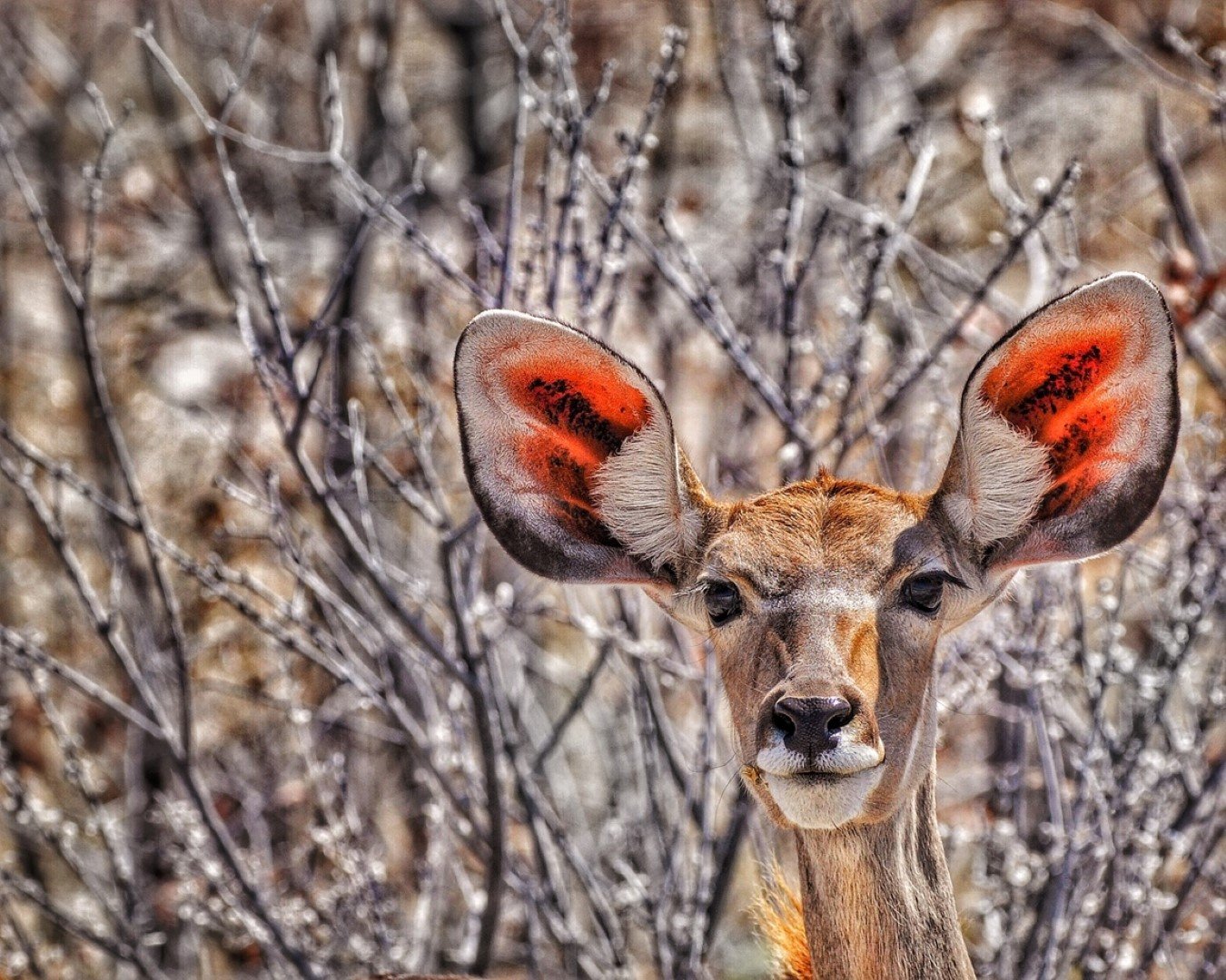 Gazelle Nahaufnahme