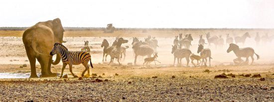 Elefanten und Zebras am Wasserloch