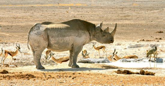 Spitzmaulnashorn umgeben von Gazellen