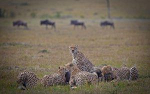 Guepardos na savana queniana