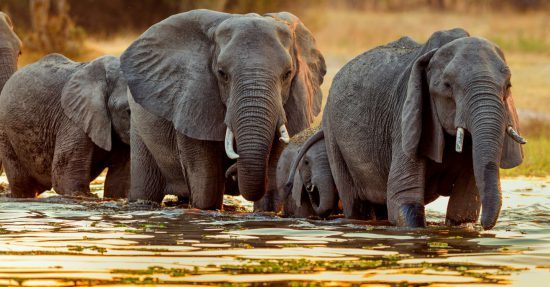 Elefantenfamilie durchquert einen Fluss