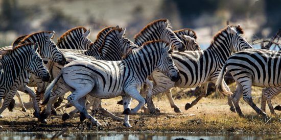 Zebras überqueren einen Fluss