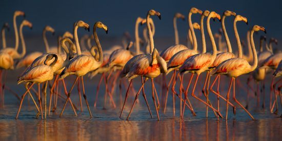 Flamingos bei Sonnenuntergang