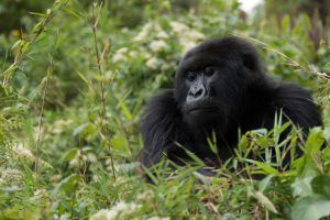 Gorille des montagnes adulte dans la jungle