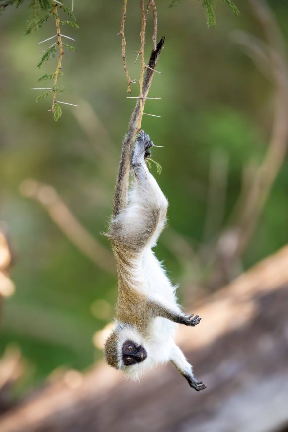 Vervet Monkey upside down