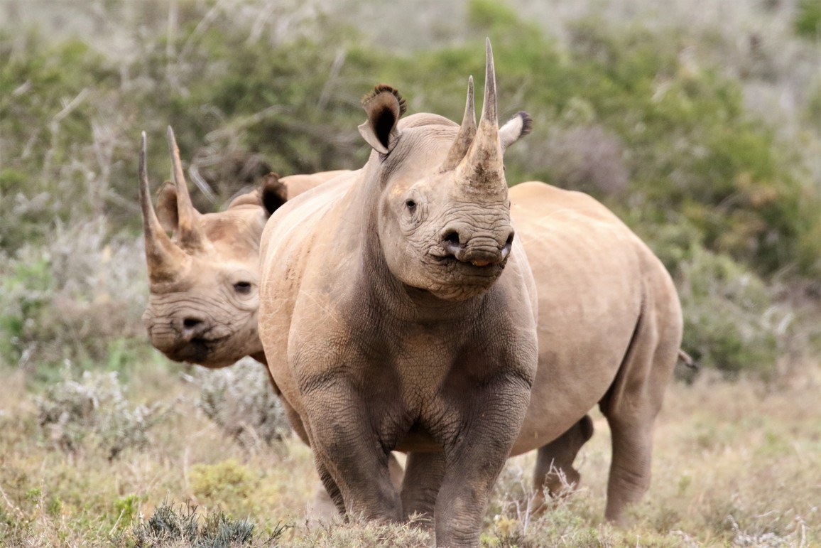 Spitzmaulnashörner im Busch - vom Aussterben bedrohte Tiere in Afrika