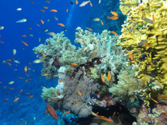 Bunte Fische schwimmen in einem Korallenriff hin und her