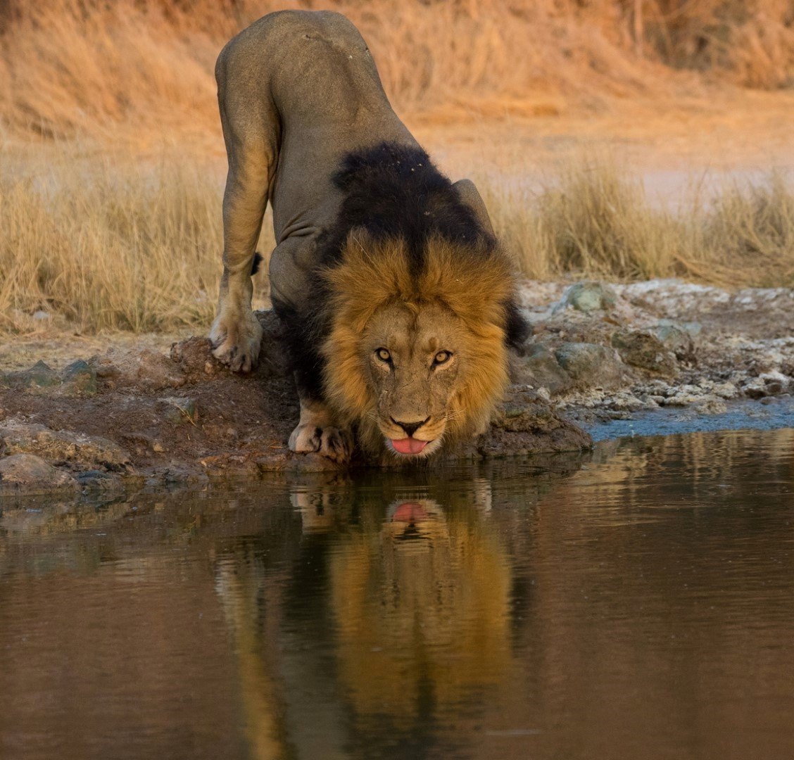 Lion buvant au bord de l'eau 