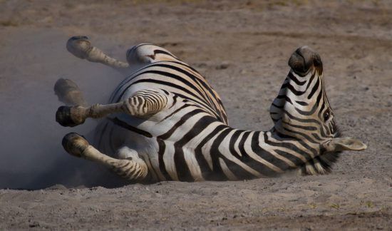 Zebra tollt herum