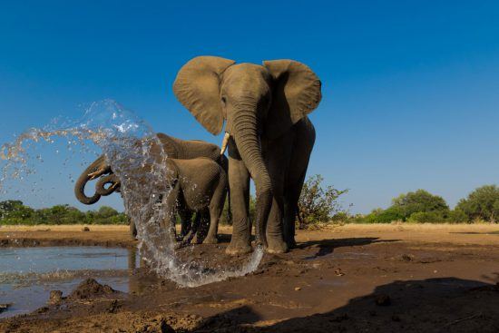 Elefanten spritzen Wasser