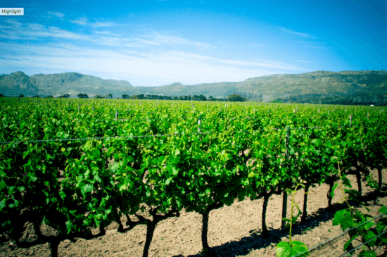 Vineyards at Constantia Uitsig