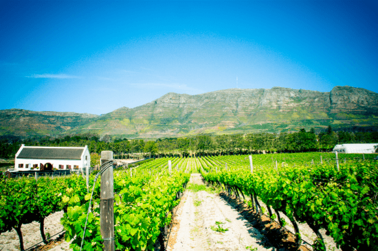 Vinhas verdes em Constantia Uitsig