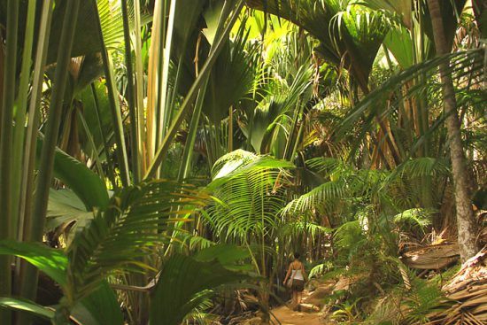 Der grüne Regenwald im Vallée de Mai, Seychellen