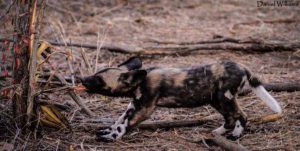 Premier pas dans la Savane pour cet adorable bébé Wild Dog. 