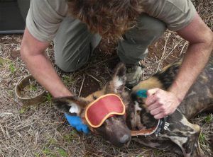 L'association Wildlife Act en pleine action de sauvetage d'un chien sauvage - espèce ménacée - coincé dans un piège humain. 