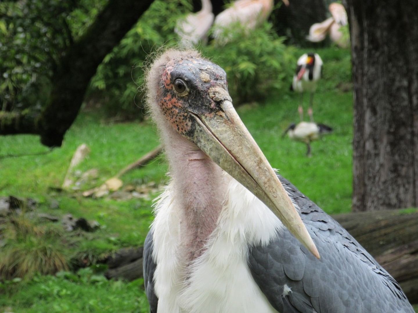 Marabout d'Afrique, oiseau majestueux d'Afrique.