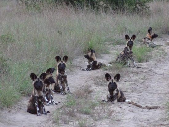 Tribu de petits lycaons ou chiens sauvages d'Afrique en Afrique.