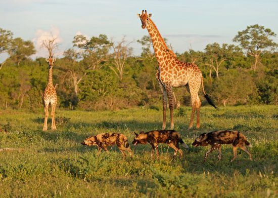 Giraffen und Hyänen