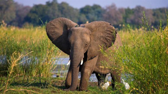 Baby-Elefant in der Sambesi-Region