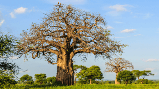 Árvore baobá, Tarangire