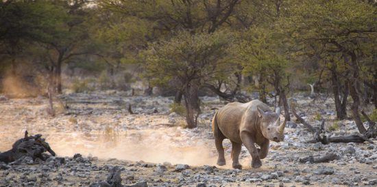 Spitzmaulnashorn im Malilangwe Nationalpark