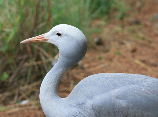 A close up of a blue crane in South Africa