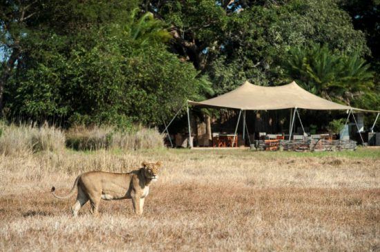 Eine Löwin in der Graslandschaft vor dem Busanga Bush Camp in Sambia