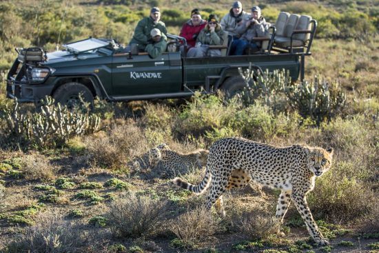 Safari livre de malária na África, na área de Kwandwe