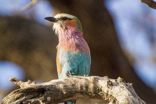 Kleiner, bunter Vogel sitzt auf einem Ast