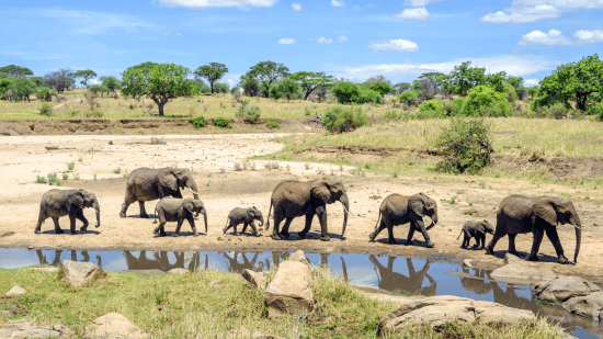 Elefantes, Tarangire