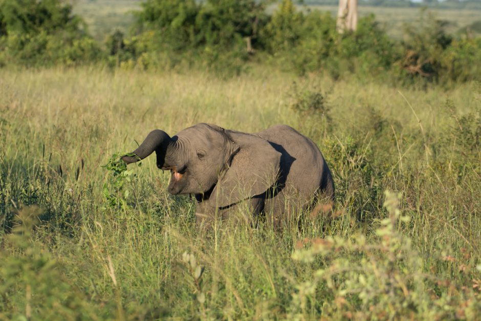 Elephantenjunges in Wiese