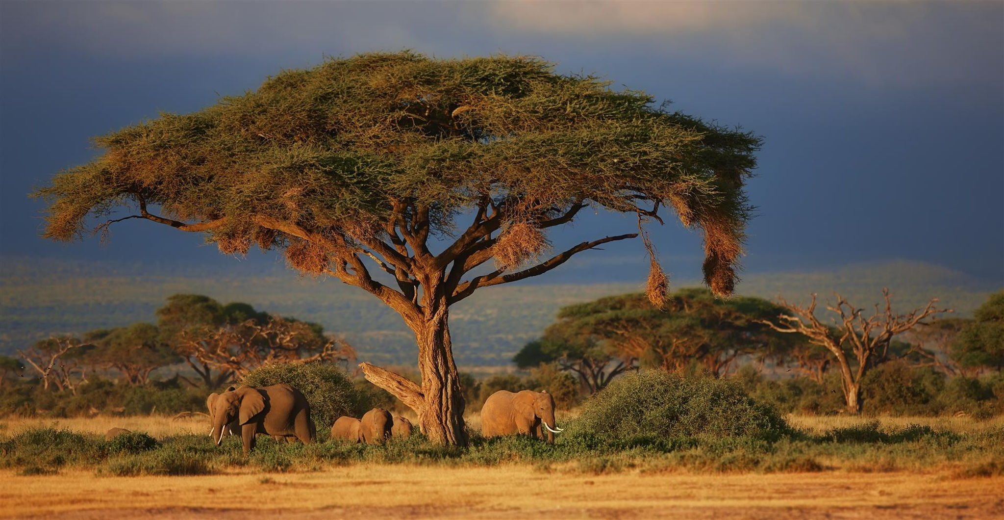 Eine Elefantenherde spielt unter einem Baum in Kenia