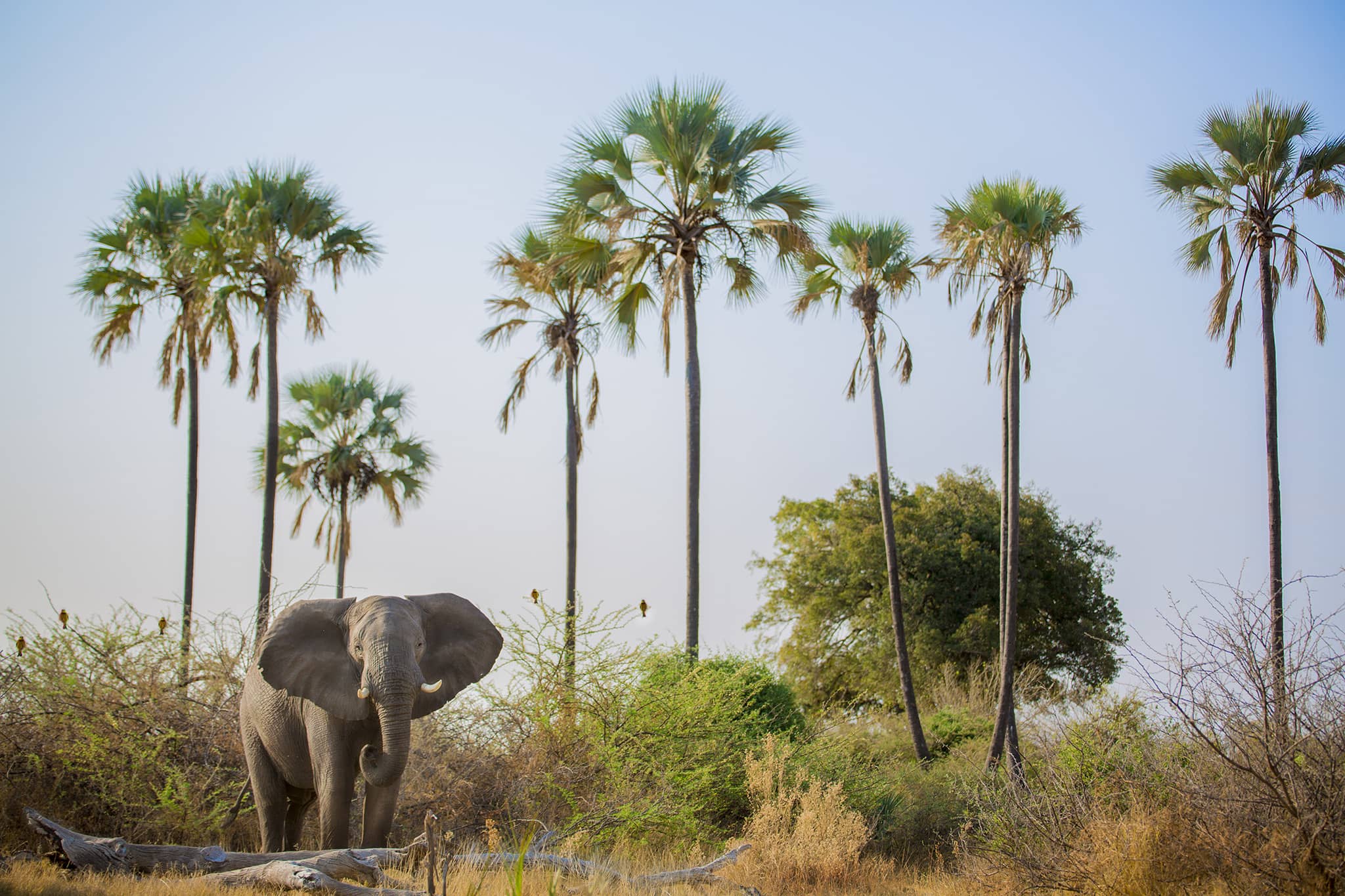 An elephant stands in Okavango Delta in Botswana