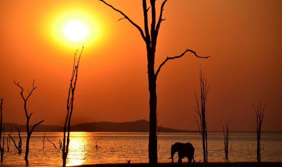 Elefant bei Sonnenuntergang am Lake Kariba