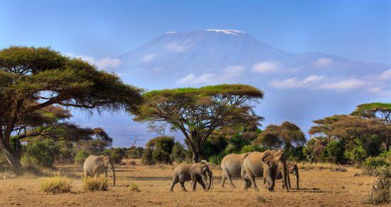 Eine Herde Elefanten in der Savanne mit dem schneebedeckten Kilimanjaro im Hintergrund