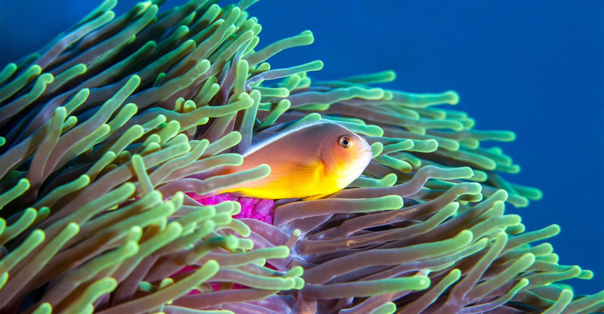 Poisson coloré se cachant dans une anémone des récifs du Mozambique, Afrique. 