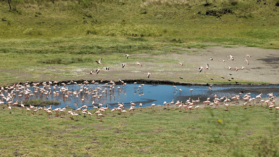 Flamingos, Parque Nacional Arusha