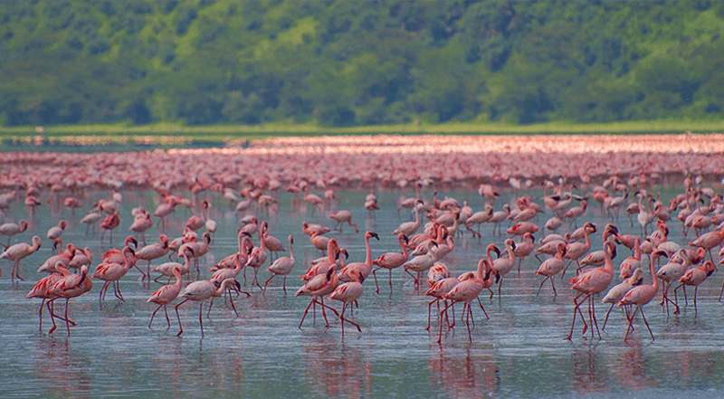 Lac Manyara en Tanzanie et le spectacle de centaines de flamants roses.