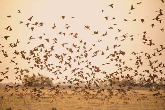 Ein Vogelschwarm bei Kings Pool in Botswana