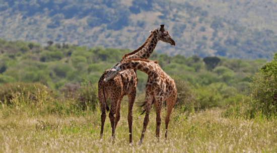 Girafas, Tarangire