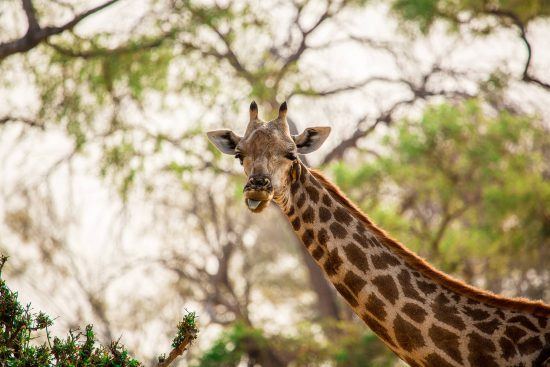 Paysages du Botswana | Une jolie girafe au milieu des arbres